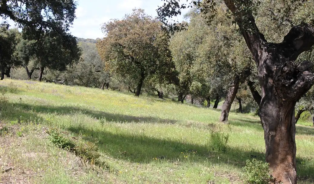 Terreni e lotti in vendita a Santa Olalla del Cala, imagen 28