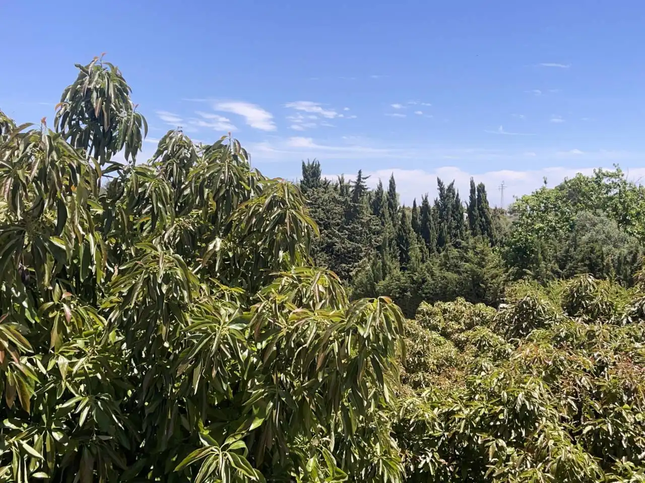 Jardí de Finca rústica en venda en Estepona amb Aire condicionat, Calefacció i Jardí privat