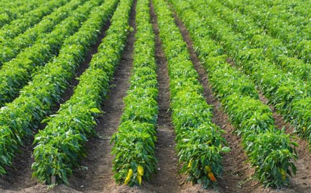 Terreno en Venta en Avenida Constitución, 184 en El Rabal