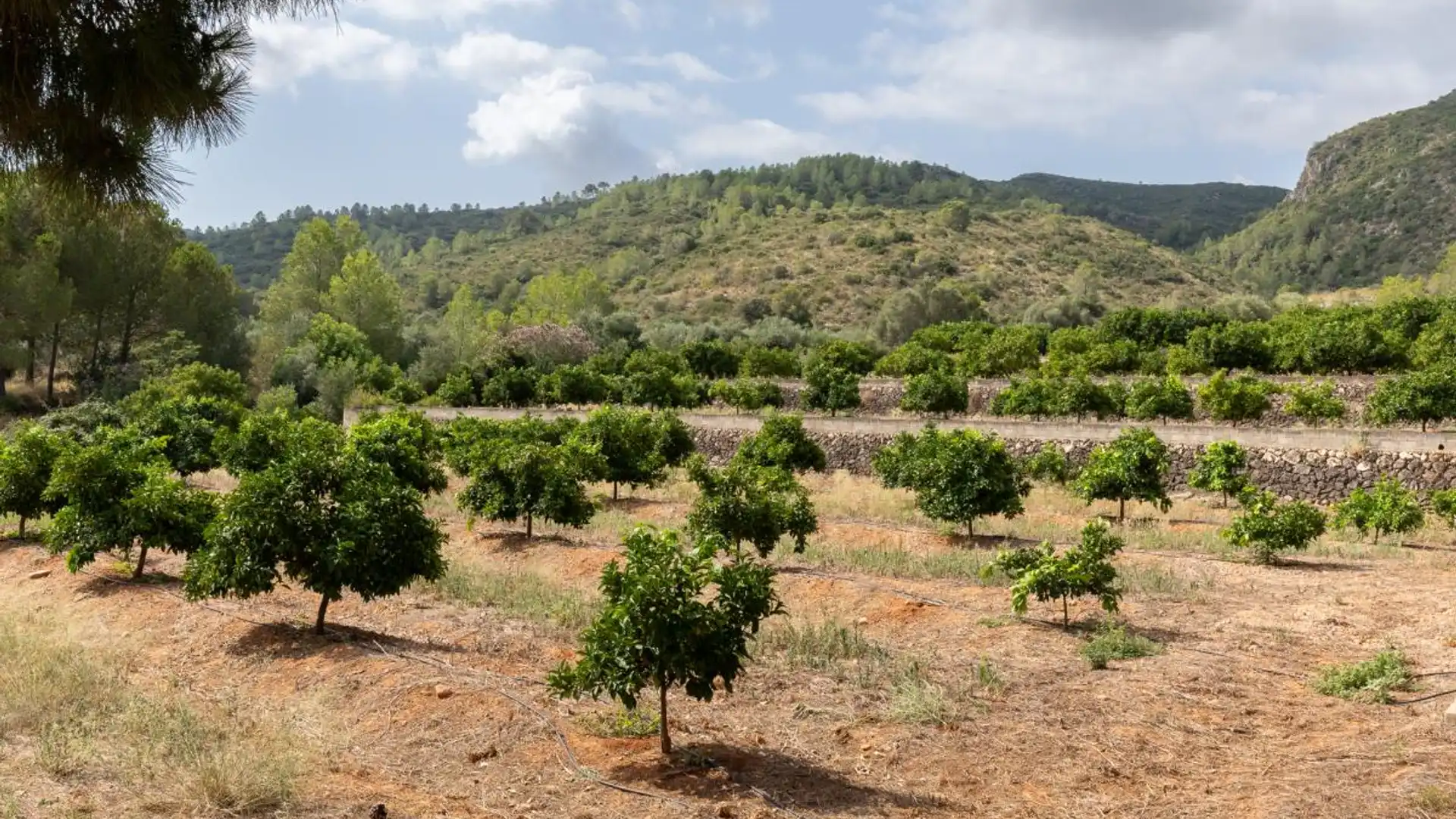 Houses for sale in Partida Raco de Pasqual, Montesa