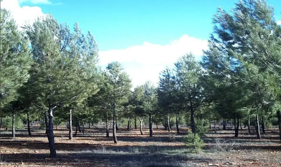 Rural land for sale in Valdepeñas, imagen 2