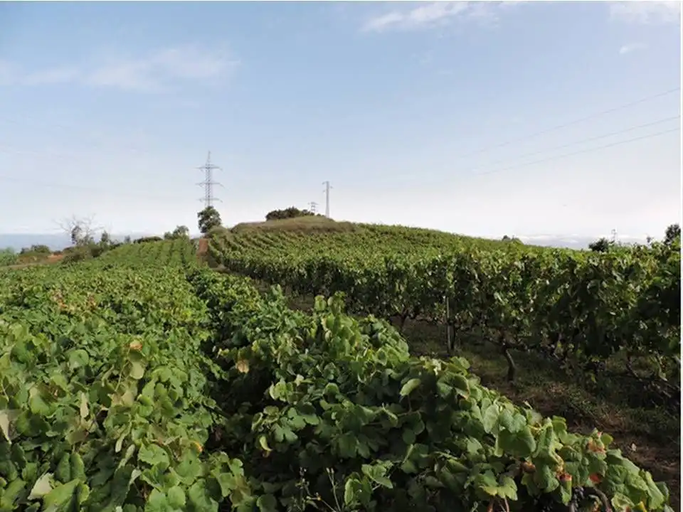 Vista exterior de Finca rústica en venda en Tacoronte amb Jardí privat i Traster