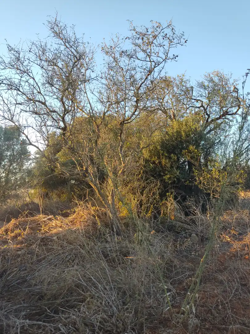 Terreno en venta en Conil de la Frontera