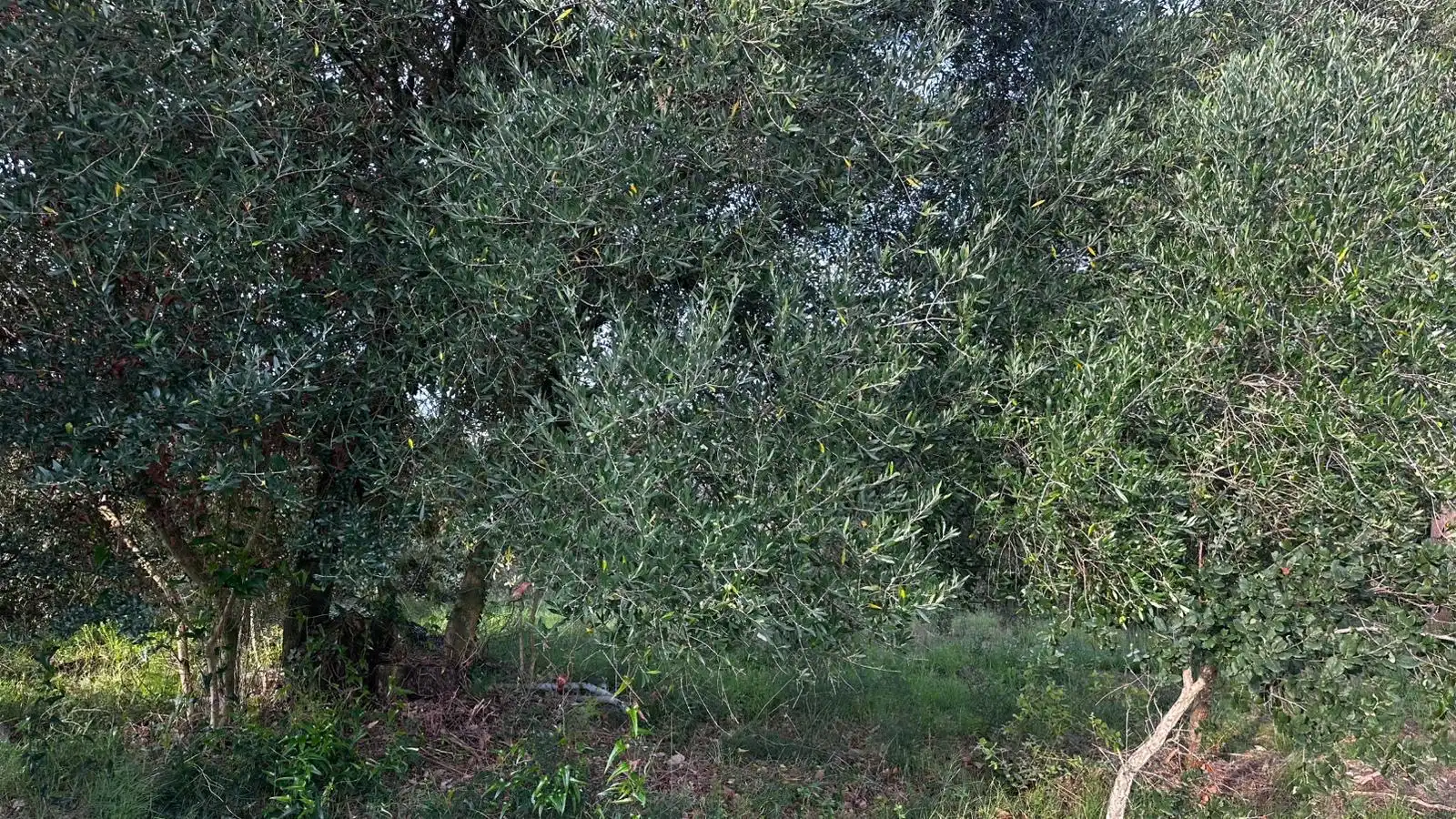 Terreny en venda en Cassà de la Selva