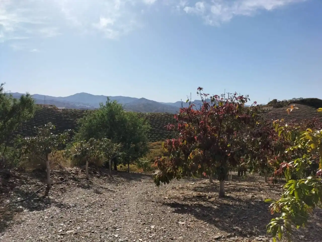 Terreny rústic en venda a Vélez-Málaga ciudad, imagen 7