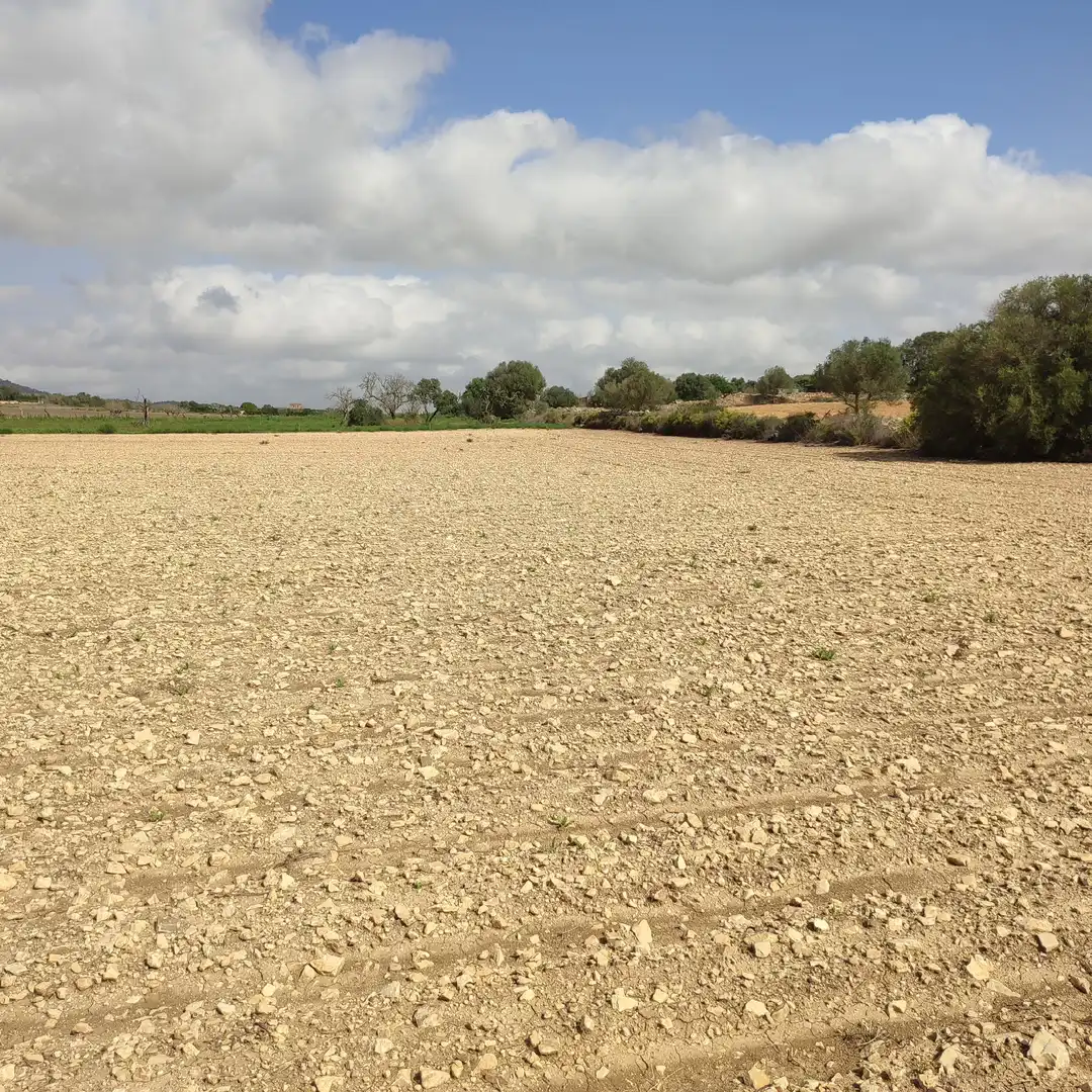 Rural land for sale in Vilafranca de Bonany, imagen 6