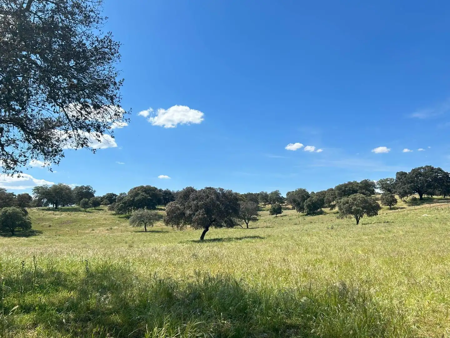 Finca rústica en venta en Alanís