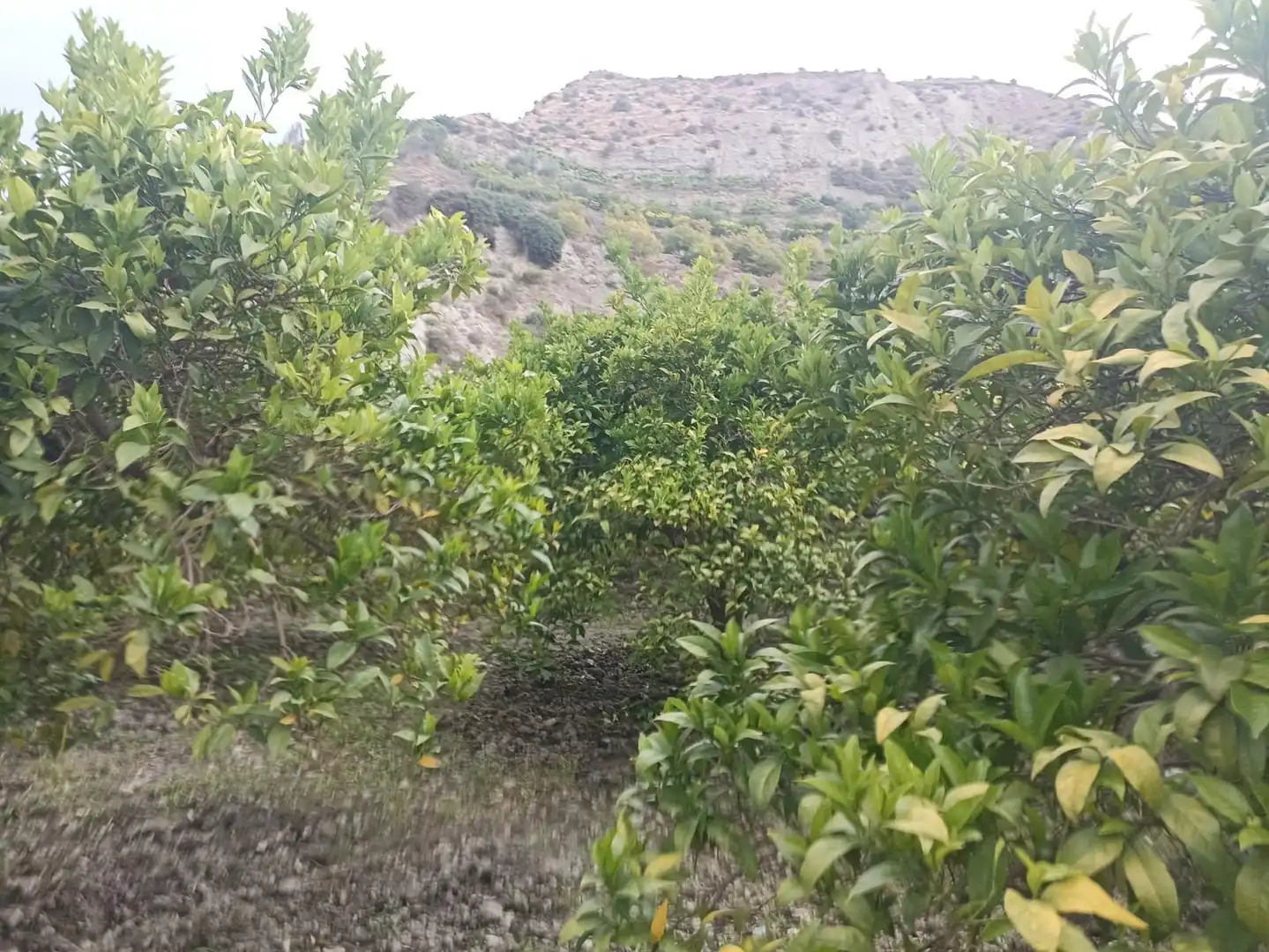 Terreny rústic en venda a molino del medio, imagen 4