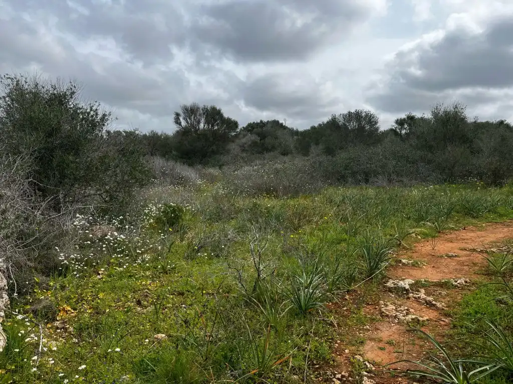 Finca rústica en venta en Campos