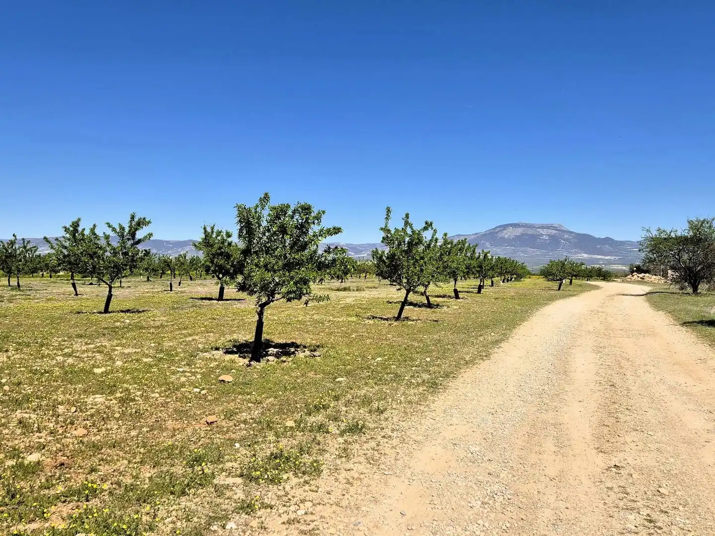 Terreny rústic en venda a Moraleda de Zafayona, imagen 15
