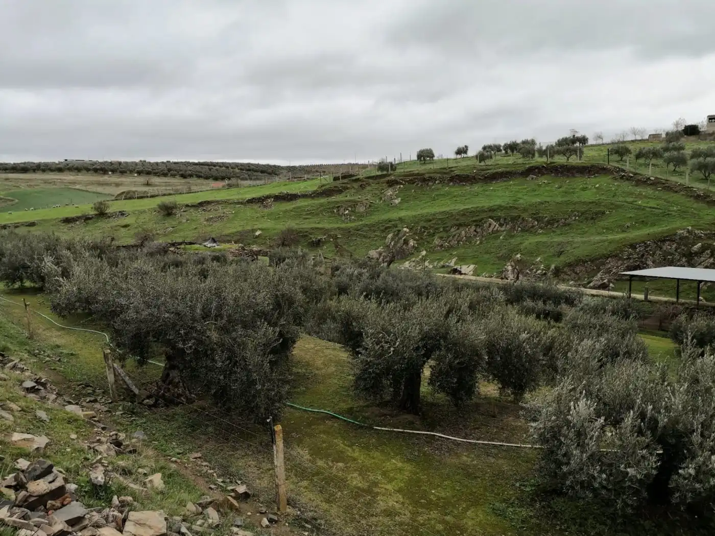 Jardín de Finca rústica en venta en Belalcázar