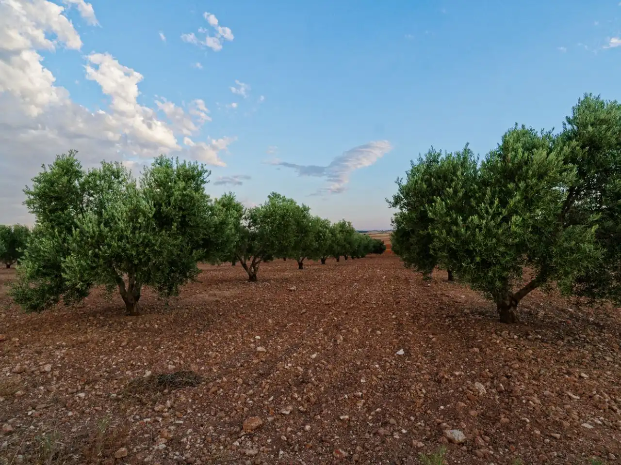Land for sale in Villaescusa de Haro