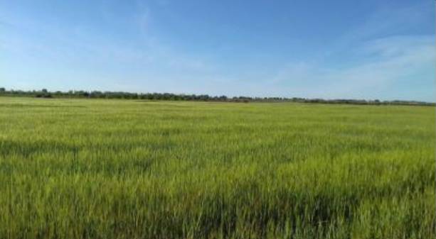 Terreno en Venta en La Puebla de Almoradiel