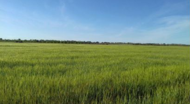 Terreno en venta en La Puebla de Almoradiel