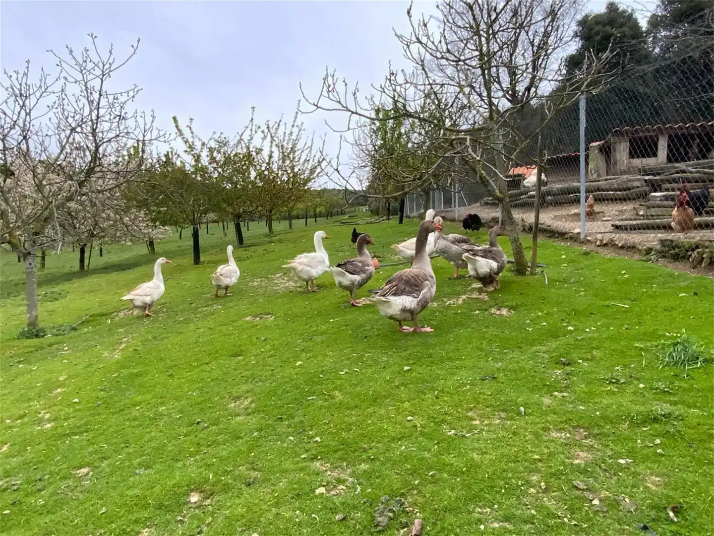 Jardí de Casa o xalet en venda en Erriberagoitia / Ribera Alta amb Balcó