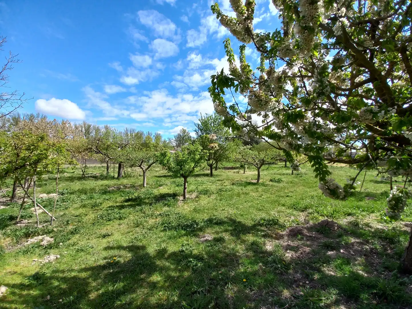 Jardín de Finca rústica en venta en Cayuela con Jardín privado
