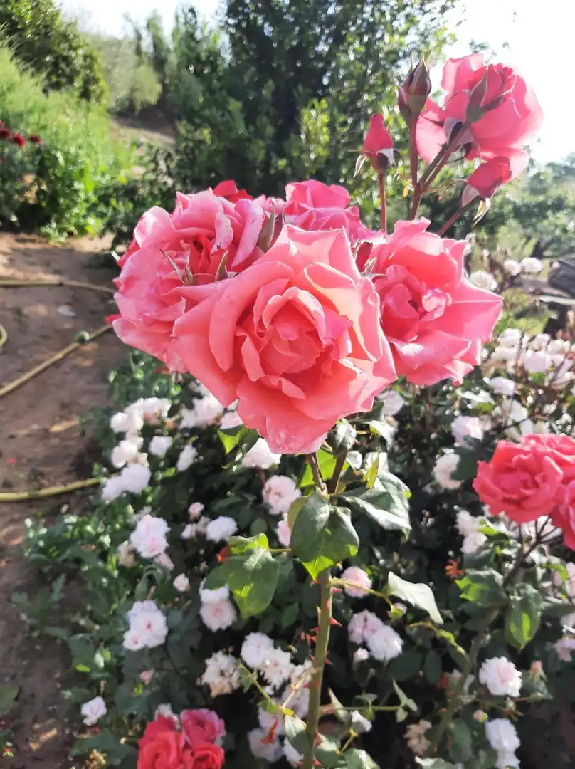 Jardí de Finca rústica en venda en Reus