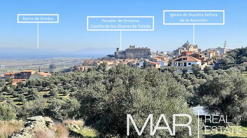 Olivar en Oropesa