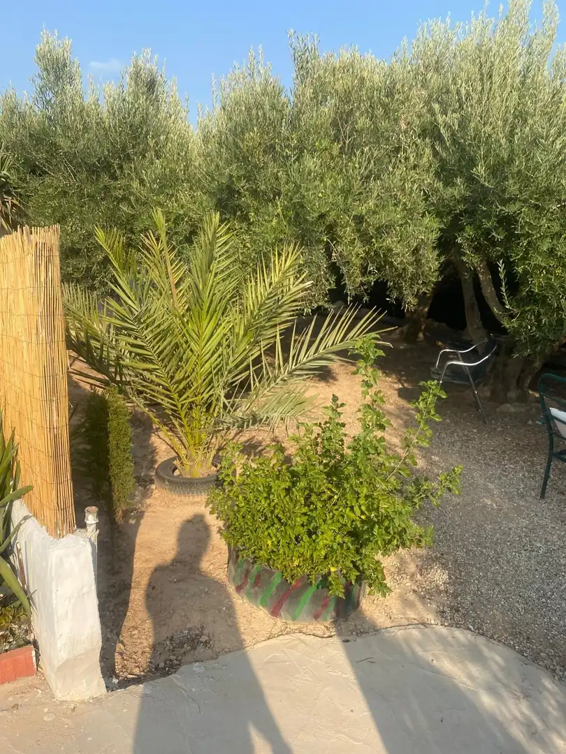 Garden of Country homes for sale in Guardamar del Segura