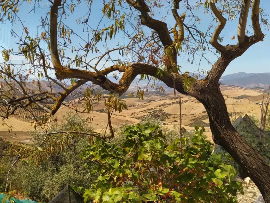 Vista exterior de Terreno en venta en Villanueva de la Concepción