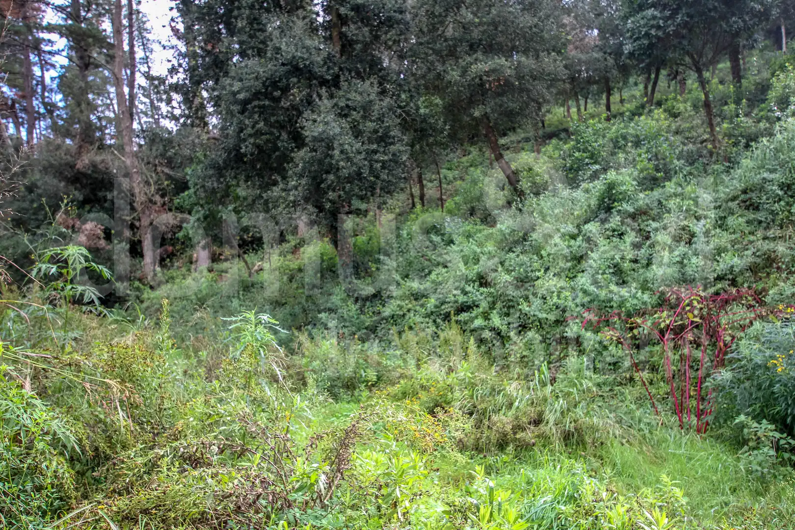Wohnbaugrundstück zum Verkauf in Vallromanes, imagen 13