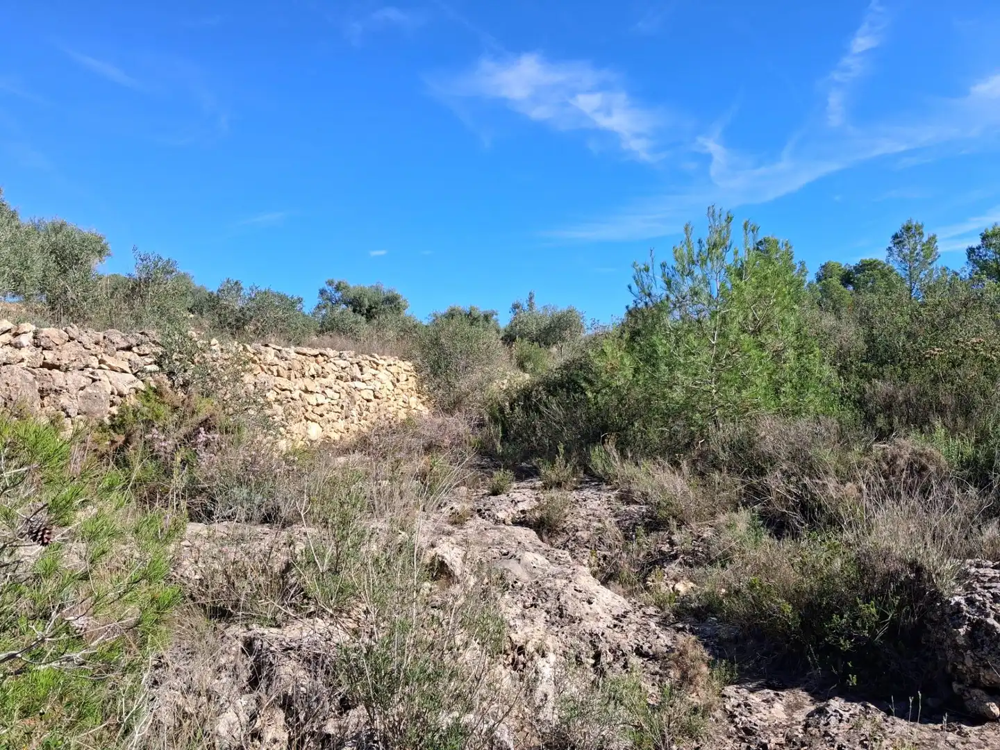 Terrain rustique à vendre à Polígono 6 Paraje 109 LAS PLANAS, imagen 16