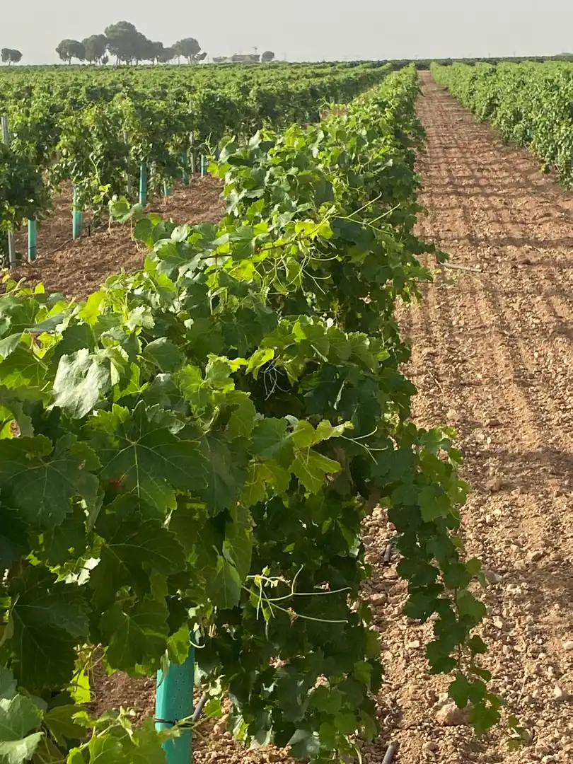 Jardín de Terreno en venta en Tomelloso