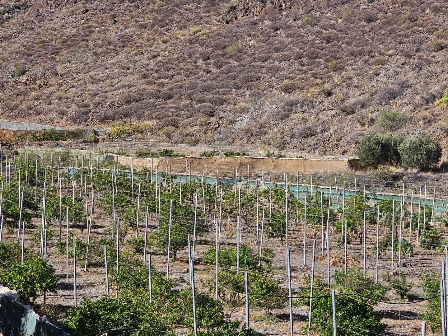 Jardín de Finca rústica en venta en La Aldea de San Nicolás  con Jardín privado, Terraza y Trastero