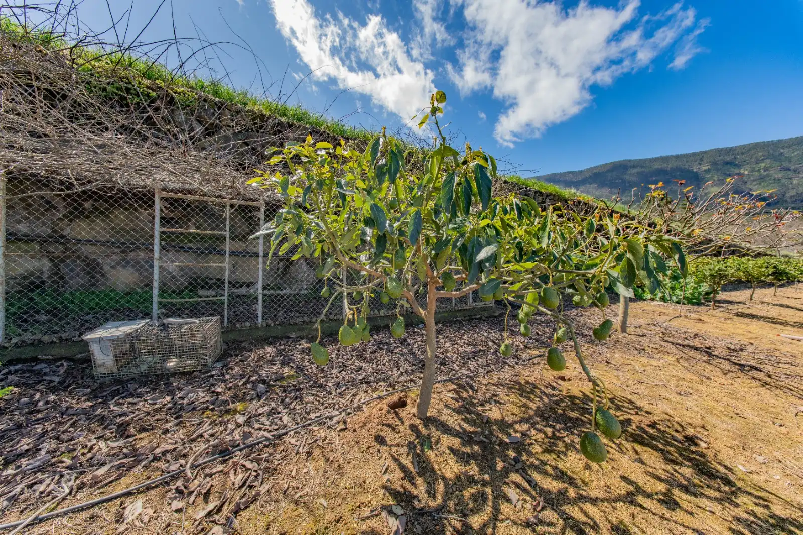 Jardí de Casa o xalet en venda en La Guancha amb Jardí privat, Terrassa i Traster