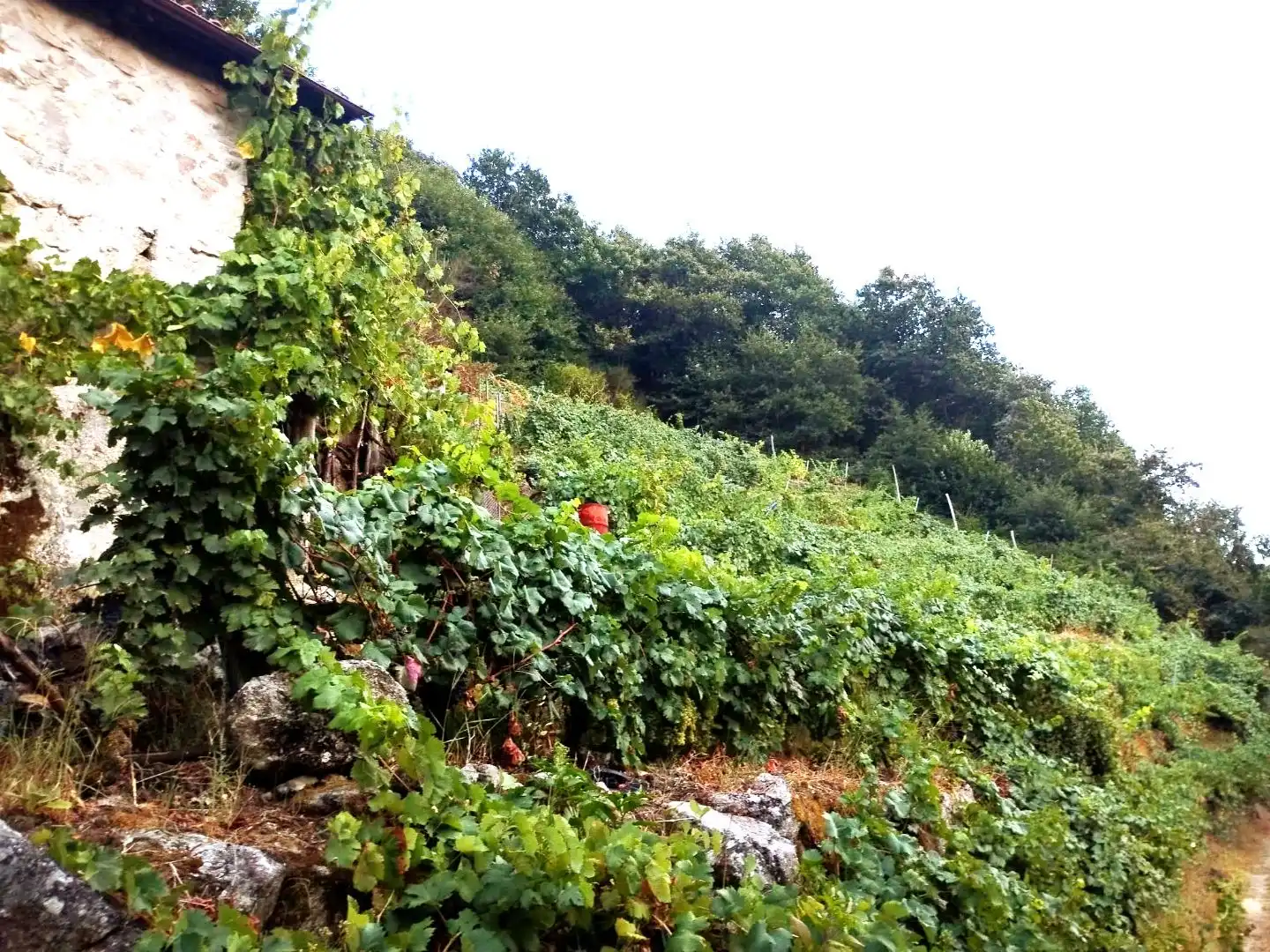 Terreni e lotti in vendita a Lugar Belesar 134, imagen 14