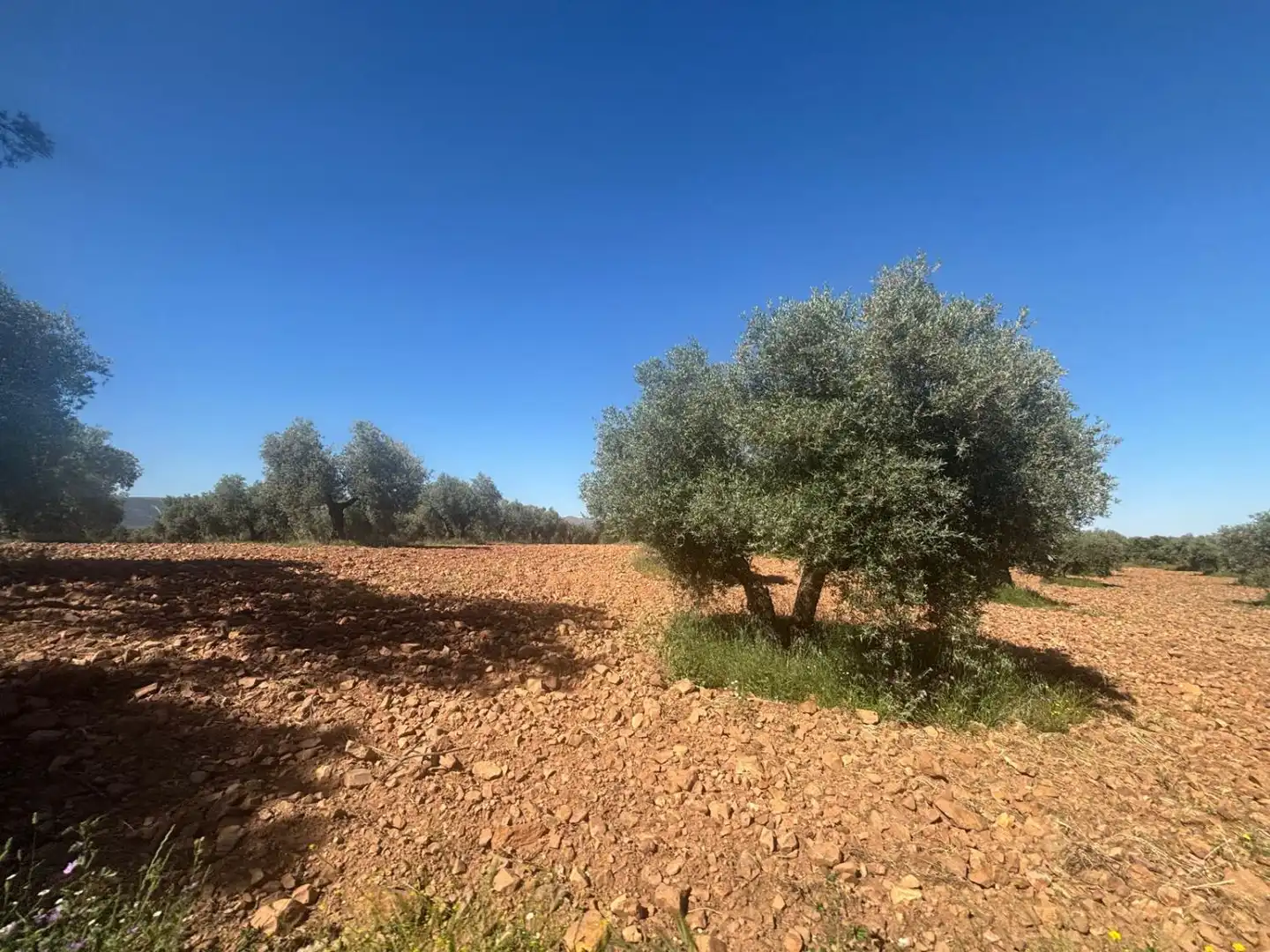 Finca rústica en venda en Ciudad Real
