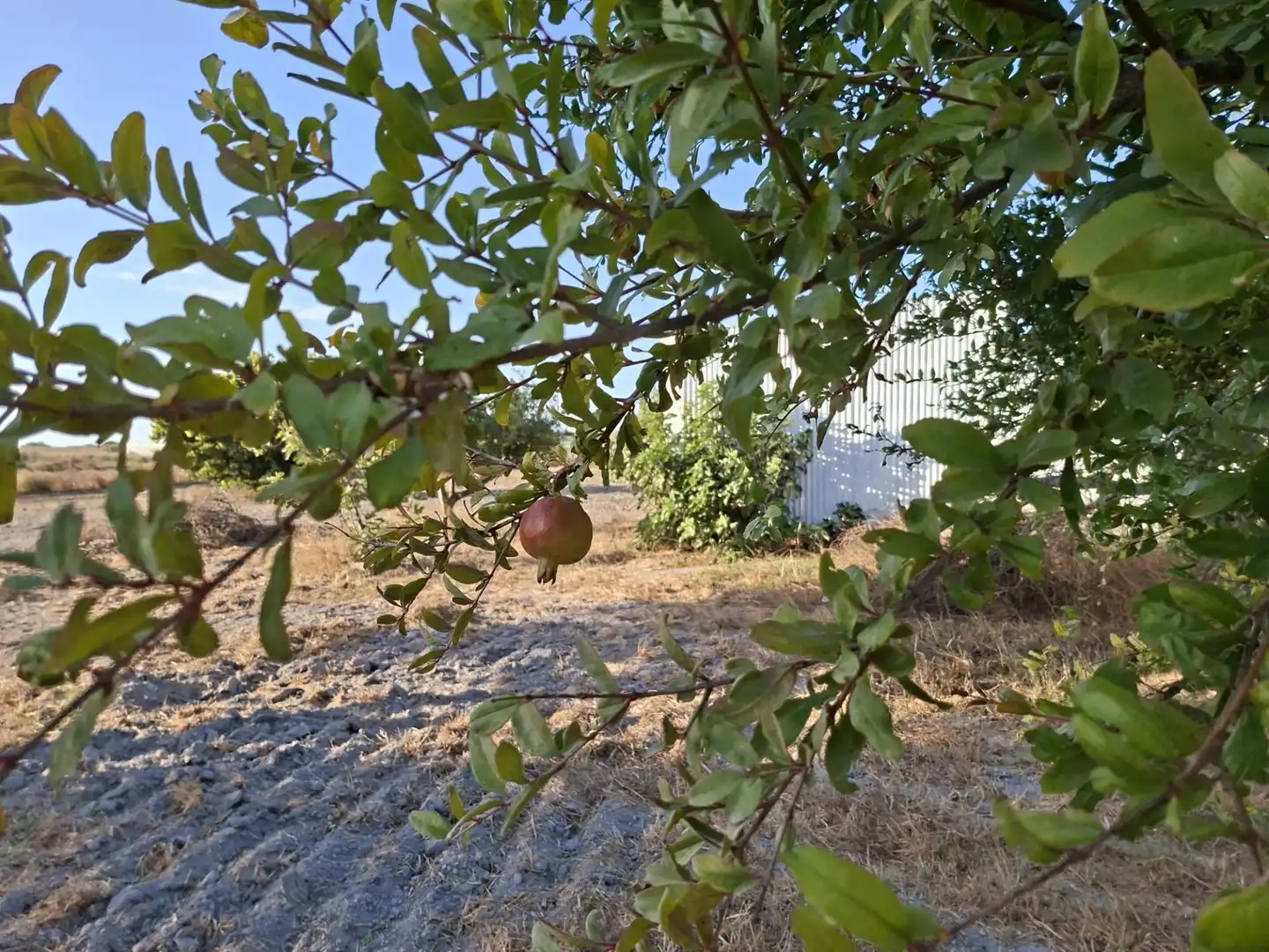 Finca rústica en venda en Chiclana de la Frontera