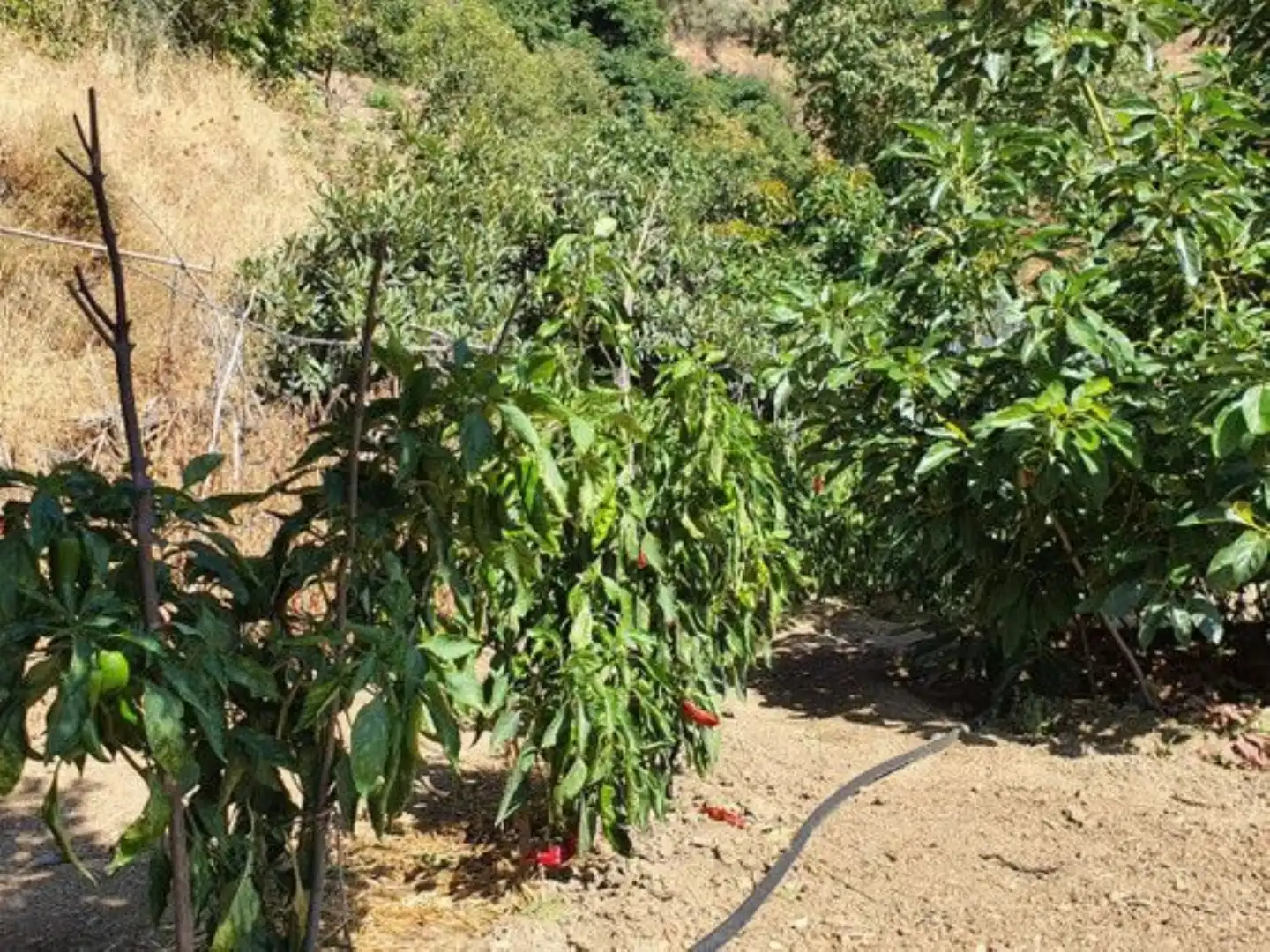 Garden of Country homes for sale in Yunquera  with Terrace, Storage room and Swimming Pool