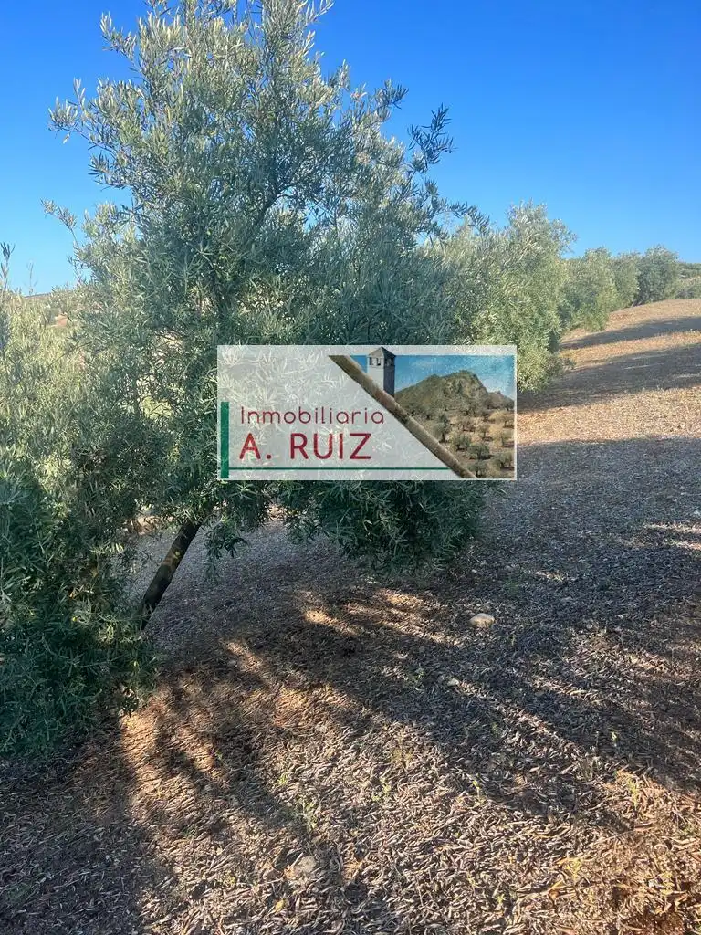 Terreny rústic en venda a Priego de Córdoba, imagen 4