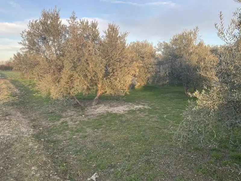 Finca rústica en venda en Vegas del Genil