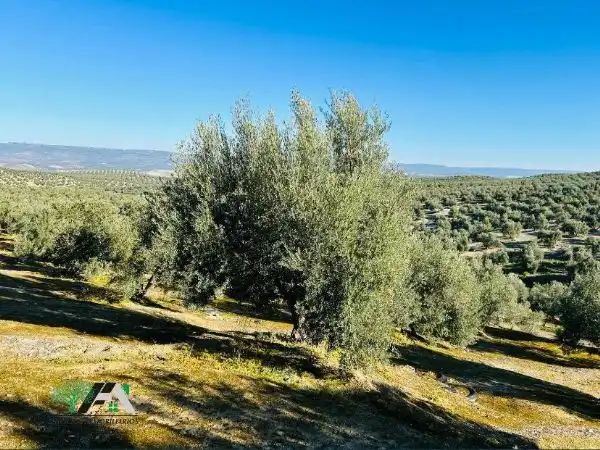 Terrenos y solares en venta en Úbeda, imagen 5