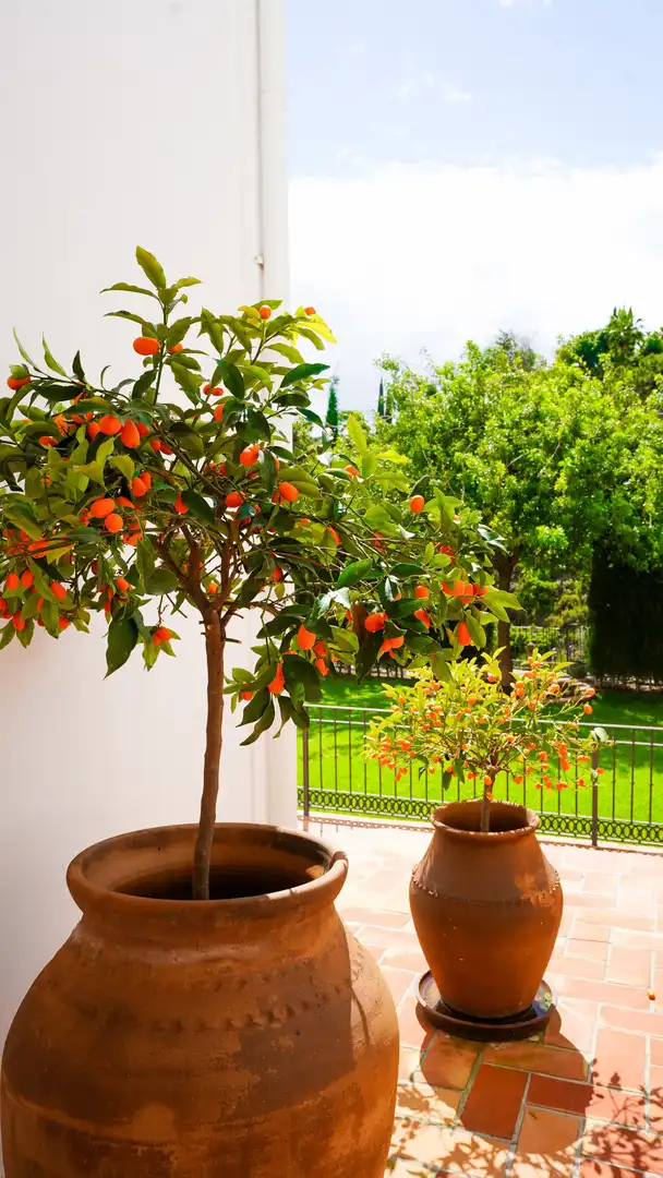 Casa o chalet de alquiler en El Madroñal