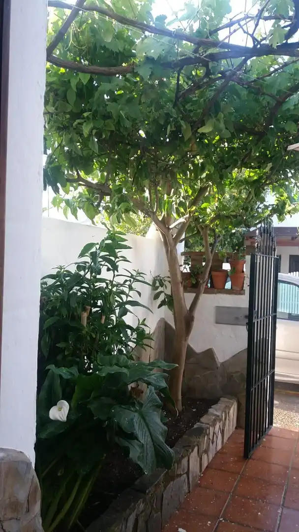 Jardín de Casa adosada de alquiler en Chiclana de la Frontera