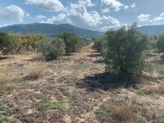 Terreno en Venta en Partida Peña Rubia en Las Tiesas