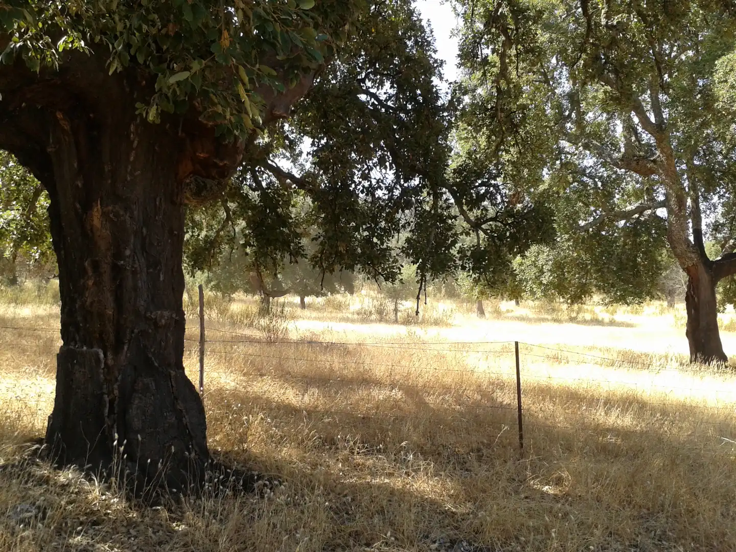 Terreno en venta en Sevilla