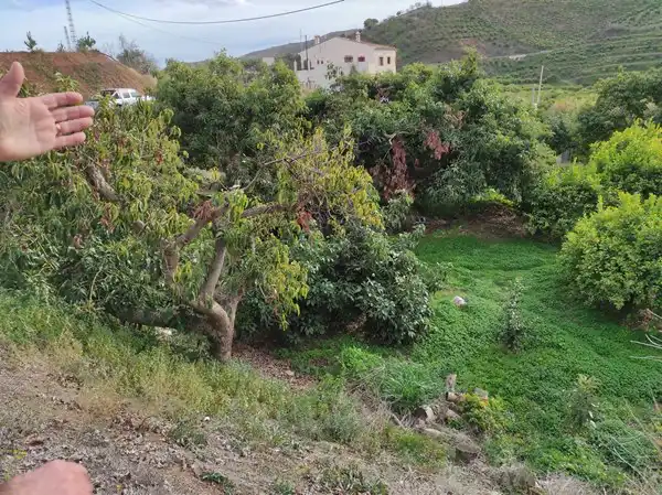 Terreno con Limoneros en Benamargosa, imagen 2