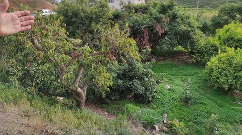 Terreno con Limoneros en Benamargosa, imagen 2