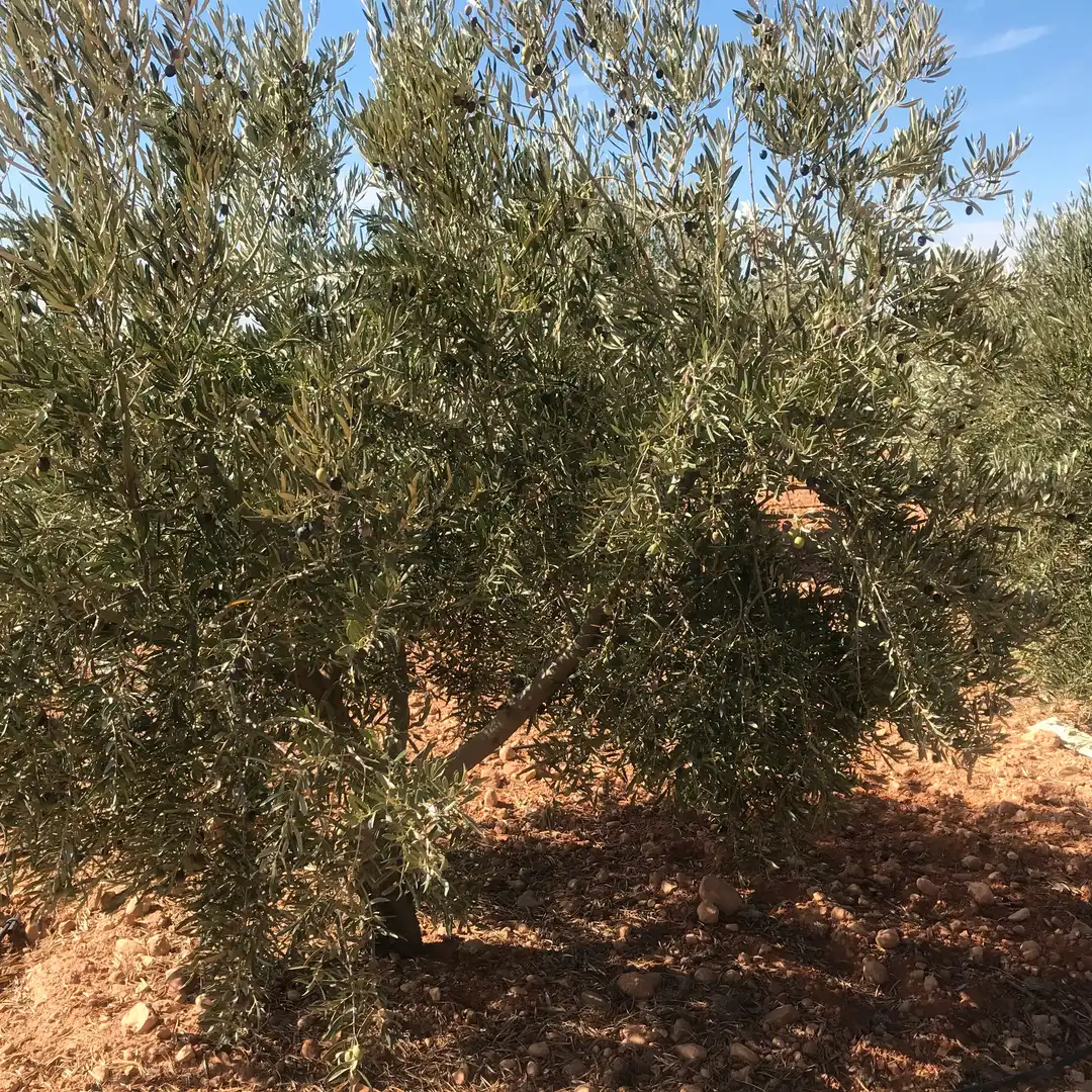 Rustikales Grundstück zum Verkauf in Tomelloso, imagen 32