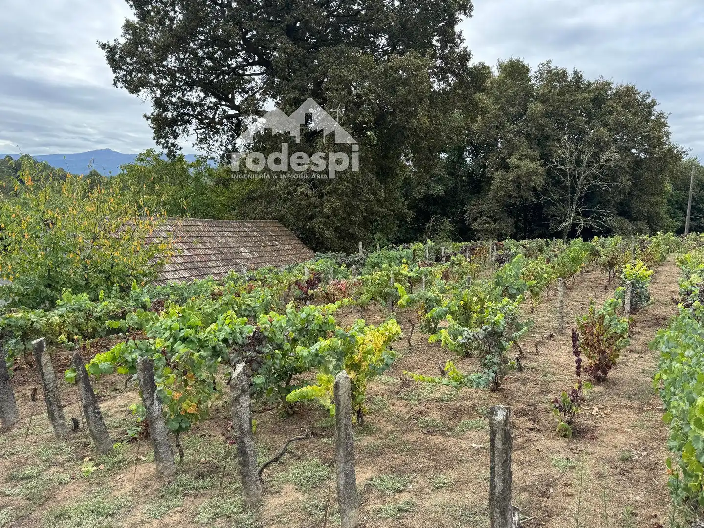 Others for sale in Cortegada, imagen 34