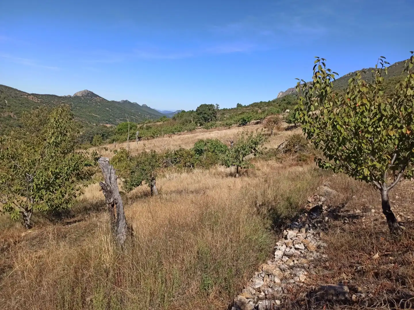 Land for sale in Navezuelas