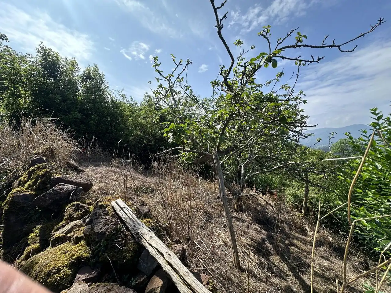 Finca rústica en venta en Cabranes