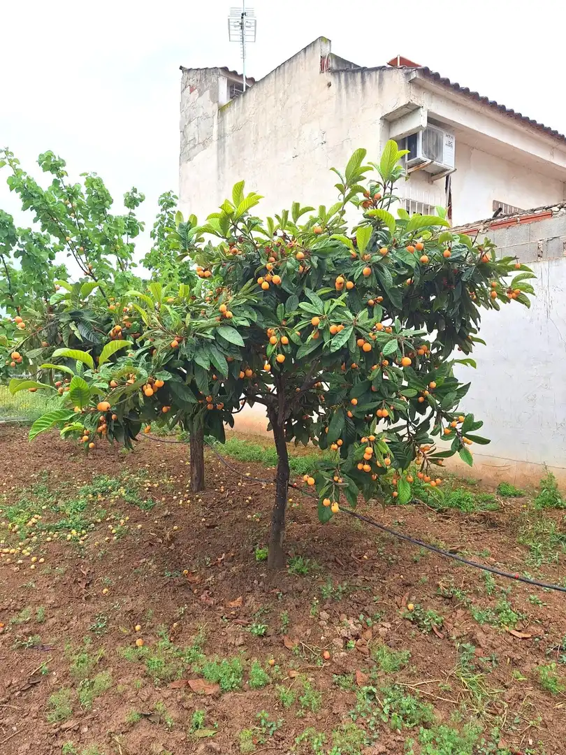 Country homes for sale in Sangonera la Seca