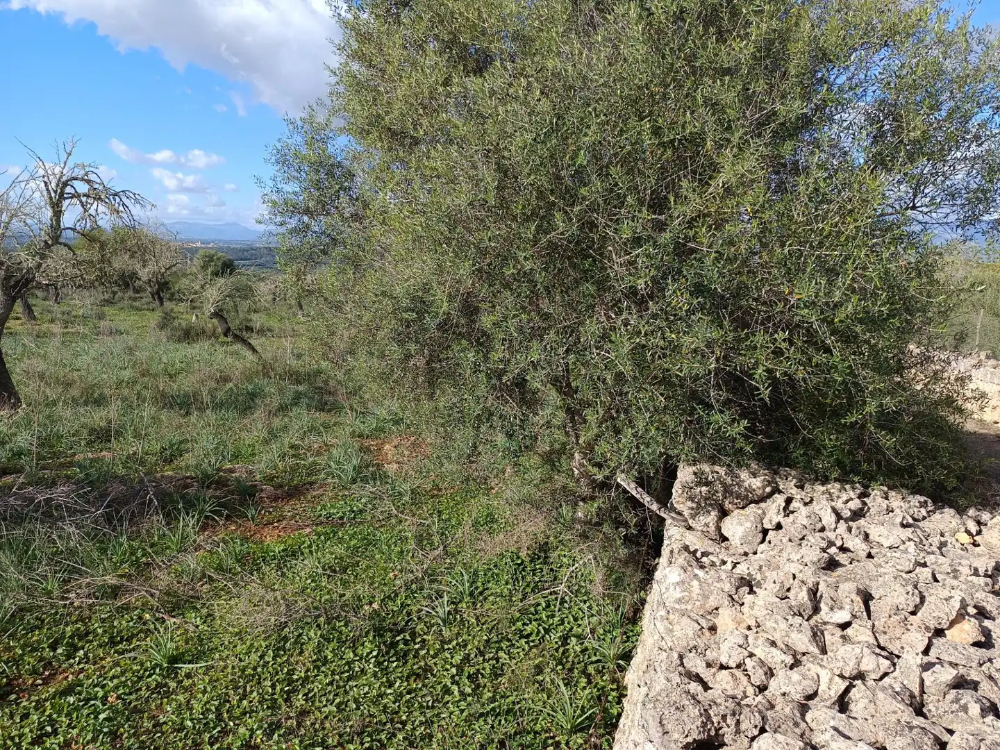Terreno rustico in vendita a Camino Camí des Rafalet, imagen 7