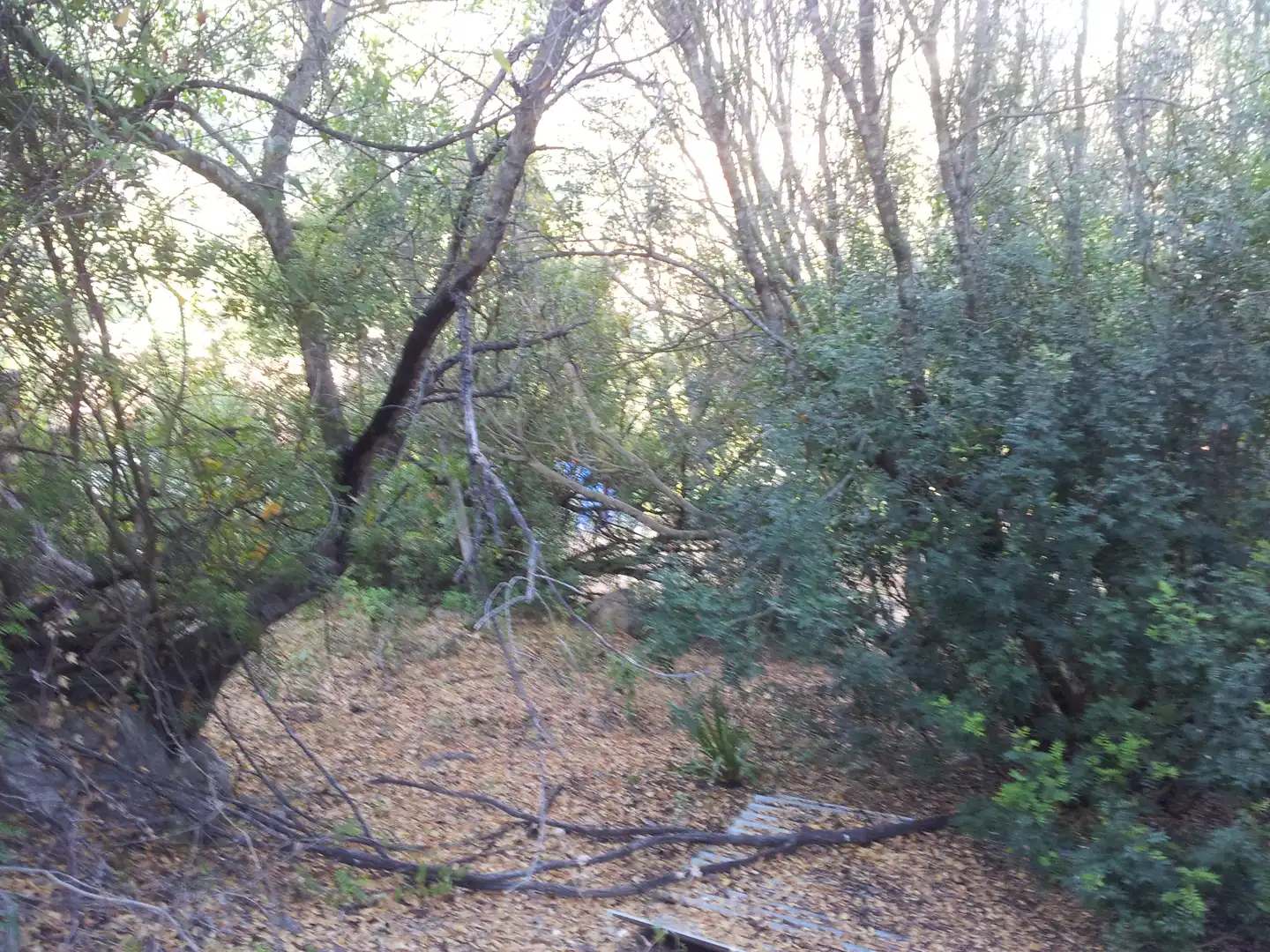 Finca rústica en venta en Ubrique