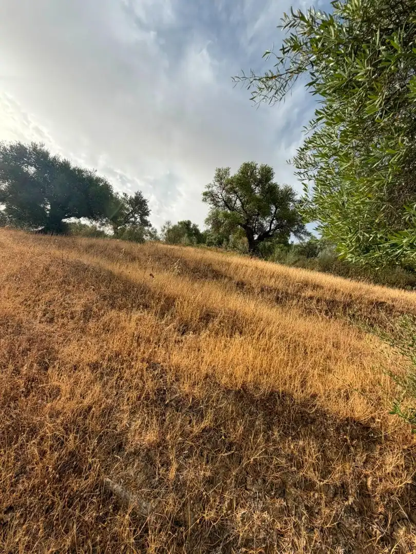 Rural land for sale in Morón de la Frontera, imagen 21